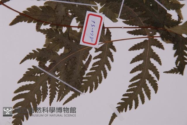 薄葉三叉蕨藏品圖，第3張