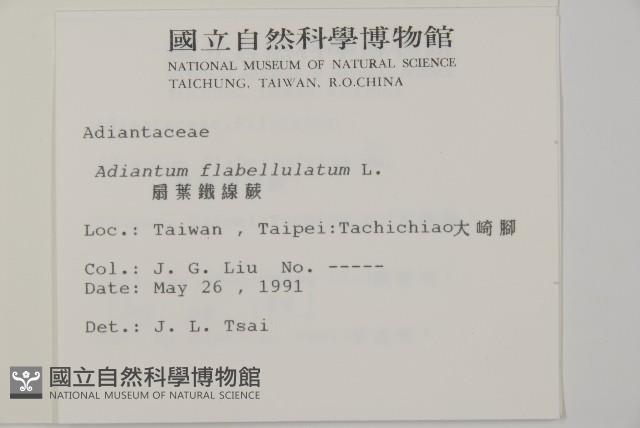 扇葉鐵線蕨藏品圖，第2張