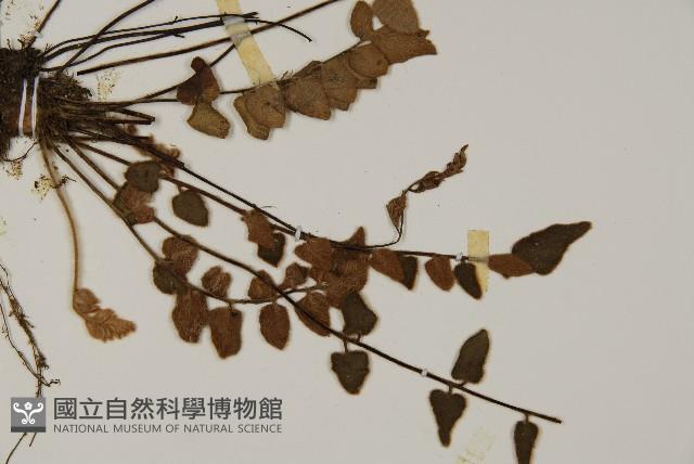 金毛裸蕨藏品圖，第3張