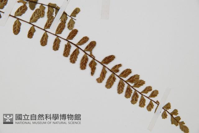 三翅鐵角蕨藏品圖，第3張