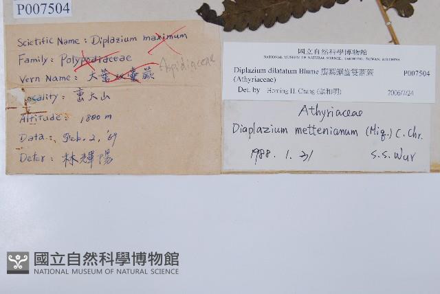 廣葉鋸齒雙蓋蕨藏品圖，第2張