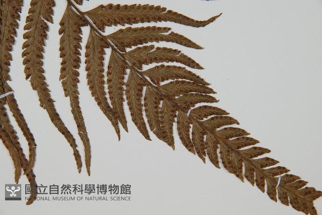 光葉鱗蓋蕨藏品圖，第6張