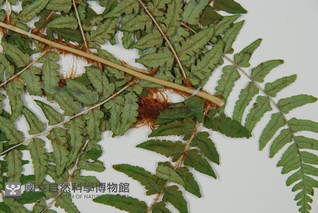 闊鱗鱗毛蕨藏品圖，第3張