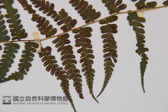 奄美短腸蕨藏品圖，第3張