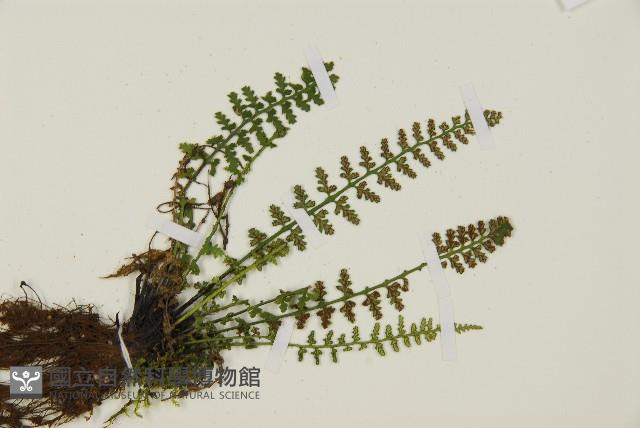 縮羽鐵角蕨藏品圖，第3張