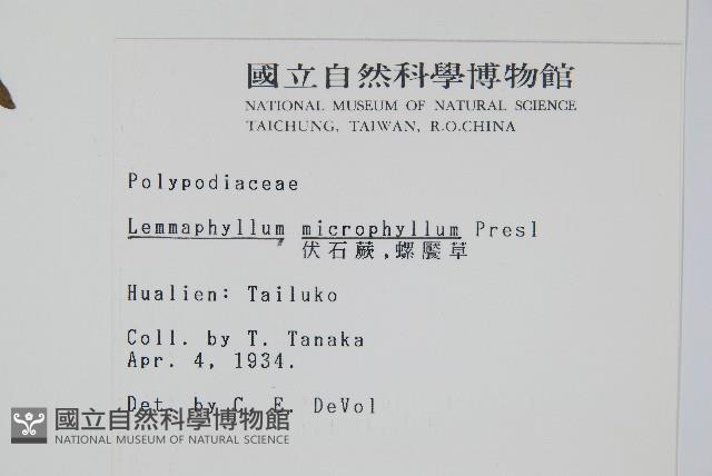 抱樹蕨、伏石蕨藏品圖，第2張