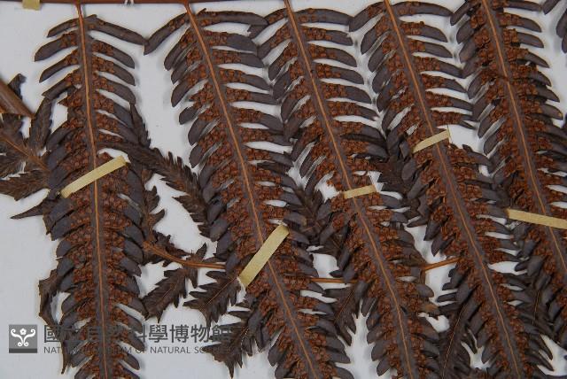 金狗毛蕨藏品圖，第3張