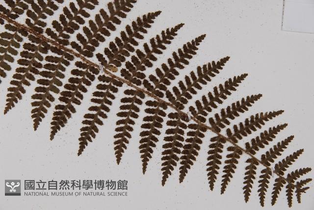 川上氏肋毛蕨藏品圖，第1張