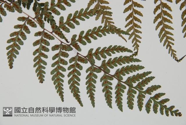 山蹄蓋蕨藏品圖，第3張