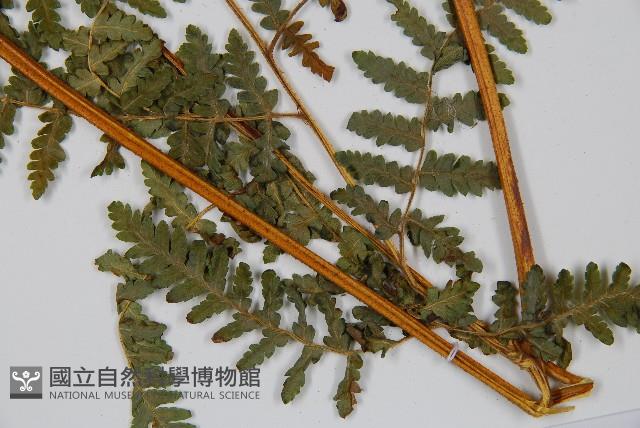 姬蕨藏品圖，第3張