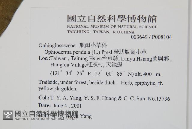 帶狀瓶爾小草藏品圖，第2張