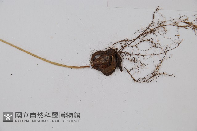 稀子蕨藏品圖，第3張