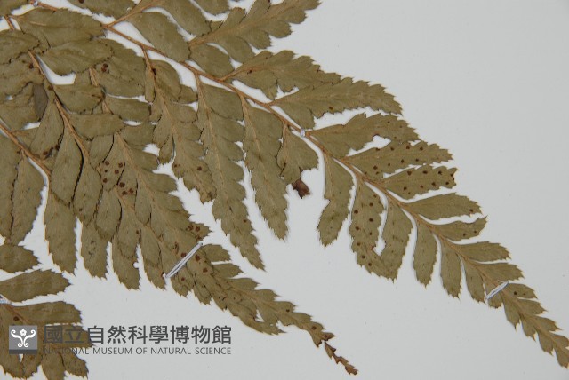 小葉複葉耳蕨藏品圖，第3張
