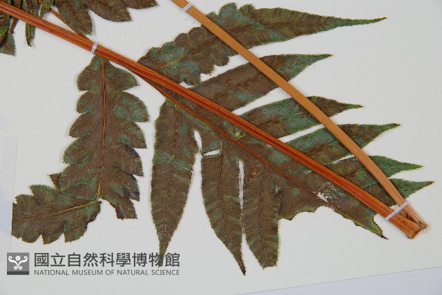 生芽狗脊蕨、頂芽狗脊蕨藏品圖，第3張