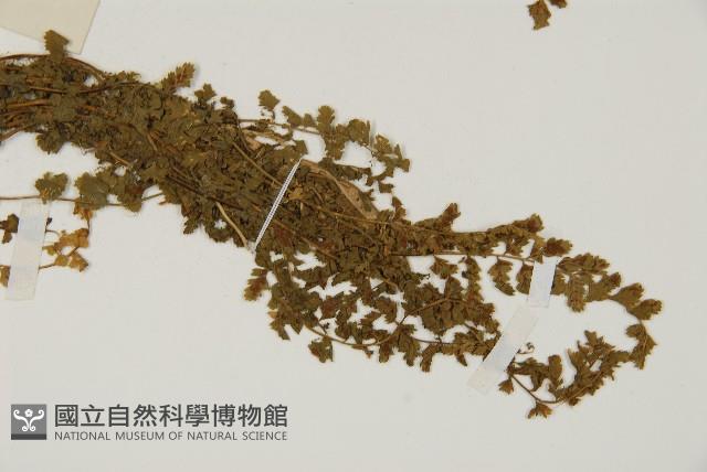 縮羽鐵角蕨藏品圖，第3張