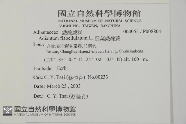 扇葉鐵線蕨藏品圖，第2張