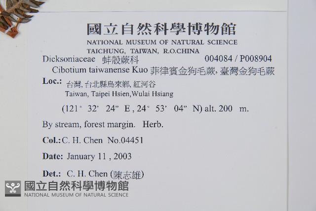 臺灣金狗毛蕨藏品圖，第2張