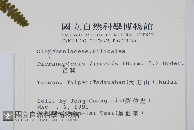 芒萁藏品圖，第2張
