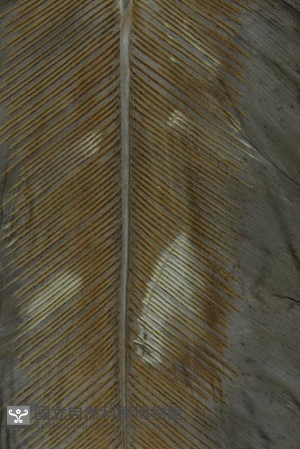 臺灣山蘇花藏品圖，第3張