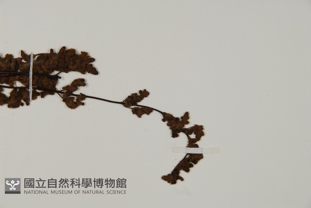 隱囊蕨藏品圖，第3張