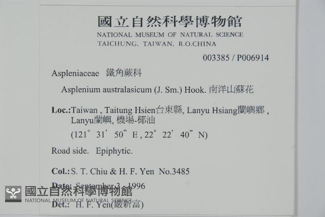 南洋山蘇花藏品圖，第2張