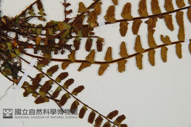 三翅鐵角蕨藏品圖，第3張