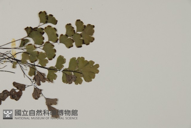 鐵線蕨藏品圖，第3張