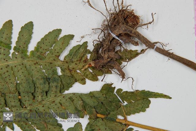 華中介蕨藏品圖，第3張