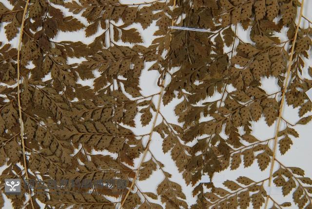 臺灣兩面複葉耳蕨藏品圖，第3張