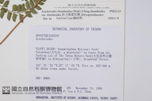 斜方複葉耳蕨藏品圖，第2張