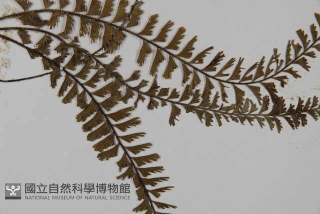 鞭葉鐵線蕨藏品圖，第3張