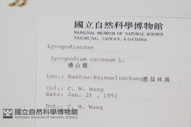 過山龍藏品圖，第2張