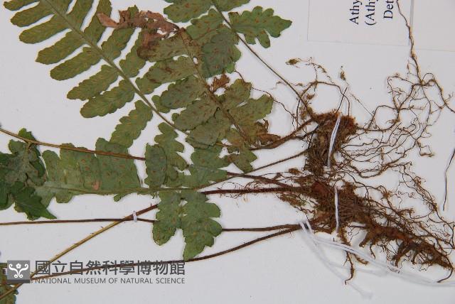 東洋蹄蓋蕨藏品圖，第3張