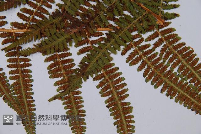 希陶蹄蓋蕨藏品圖，第6張