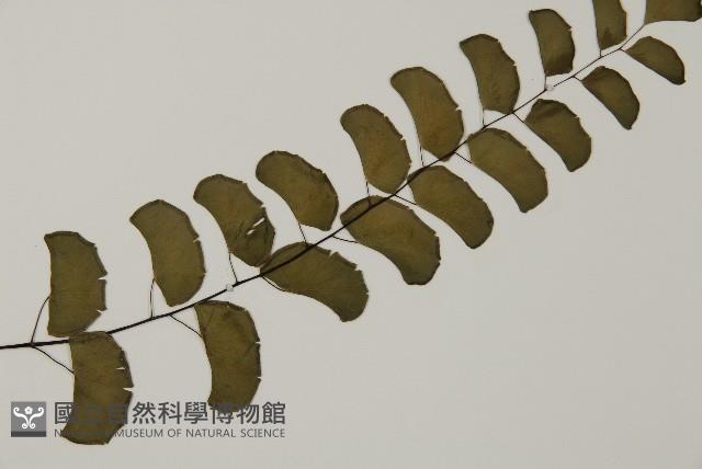 半月形鐵線蕨藏品圖，第3張