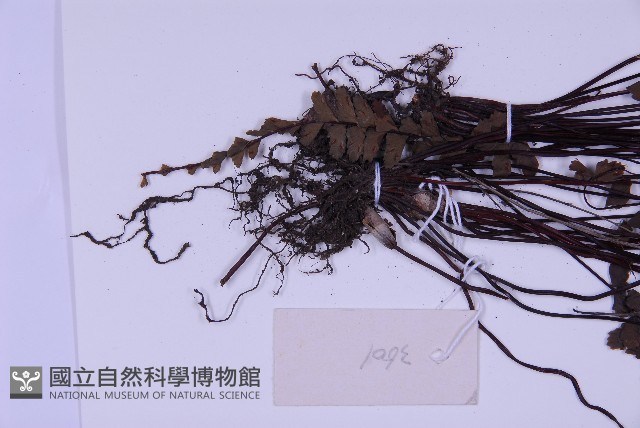 生芽鐵角蕨藏品圖，第3張