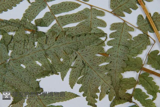 Accession Number:P006514 Collection Image, Figure 3, Total 5 Figures