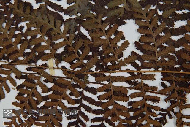 川上氏雙蓋蕨藏品圖，第3張