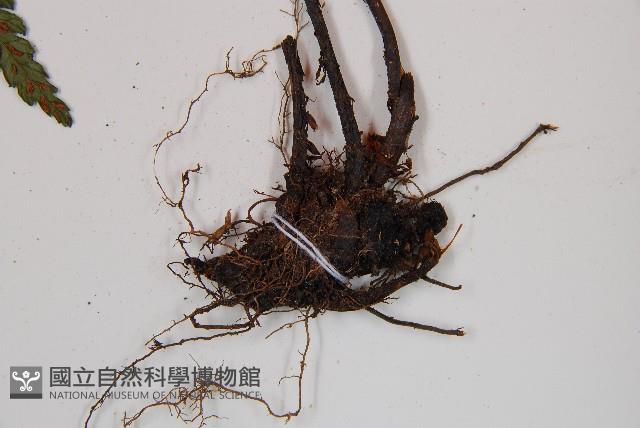 Accession Number:P011514 Collection Image, Figure 3, Total 6 Figures