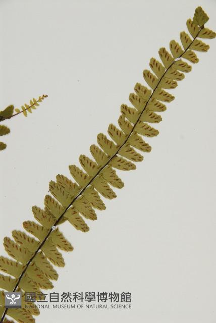 生芽鐵角蕨藏品圖，第3張