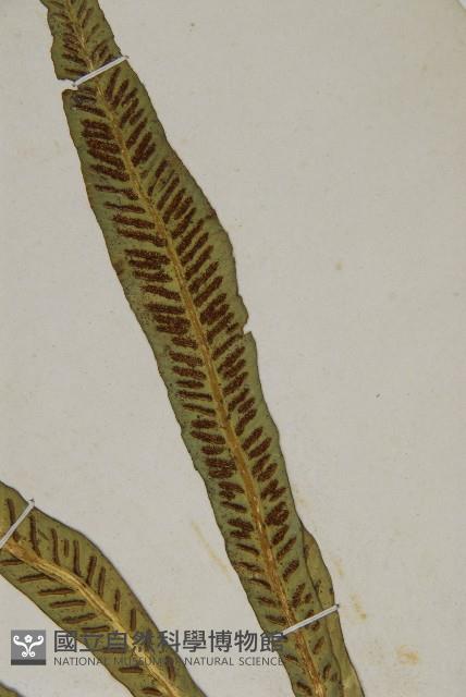 叢葉鐵角蕨藏品圖，第3張