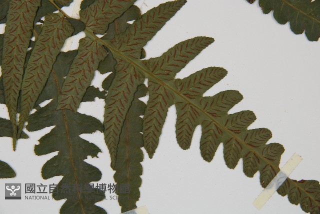 毛柄短腸蕨藏品圖，第3張