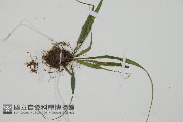 過山蕨藏品圖，第3張