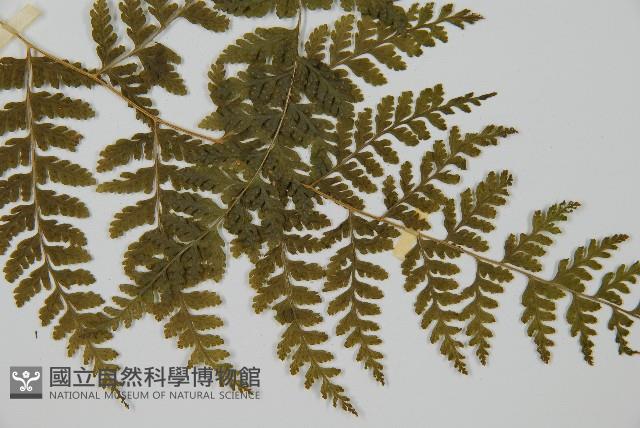 刺柄碗蕨藏品圖，第3張