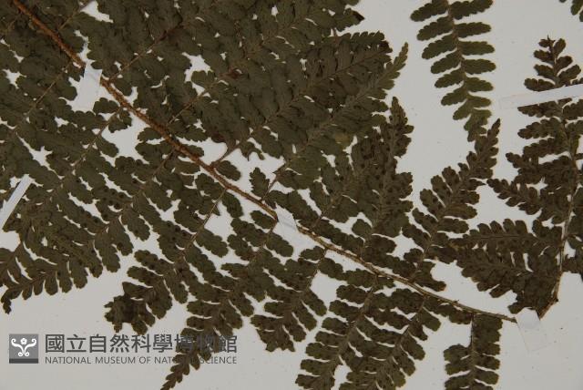 川上氏肋毛蕨藏品圖，第3張