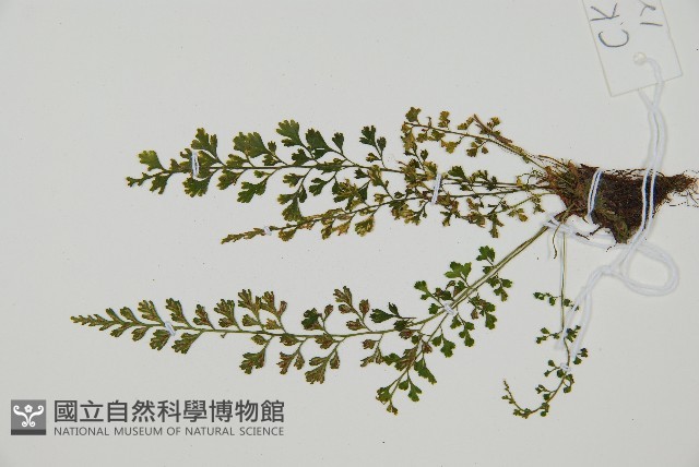 小葉鐵角蕨藏品圖，第3張