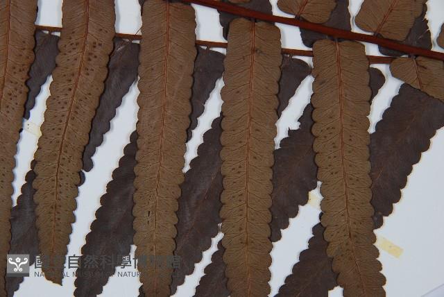 黑桫蕨藏品圖，第3張