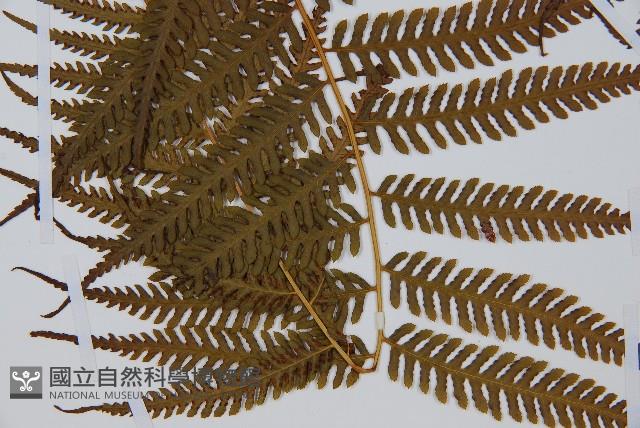 金狗毛蕨藏品圖，第3張