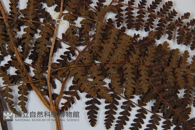 姬蕨藏品圖，第3張