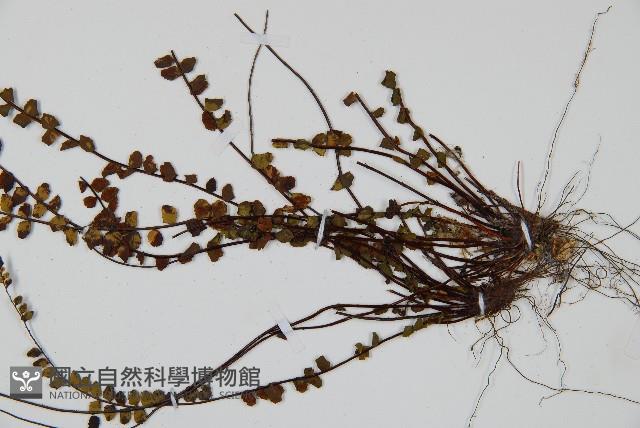 鐵角蕨藏品圖，第3張